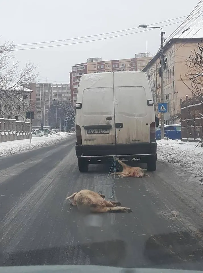 porci trași după microbuz