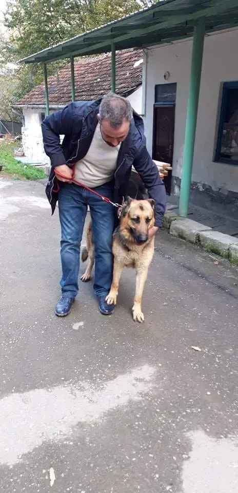 câine ciobănesc german gen 7 Reșița