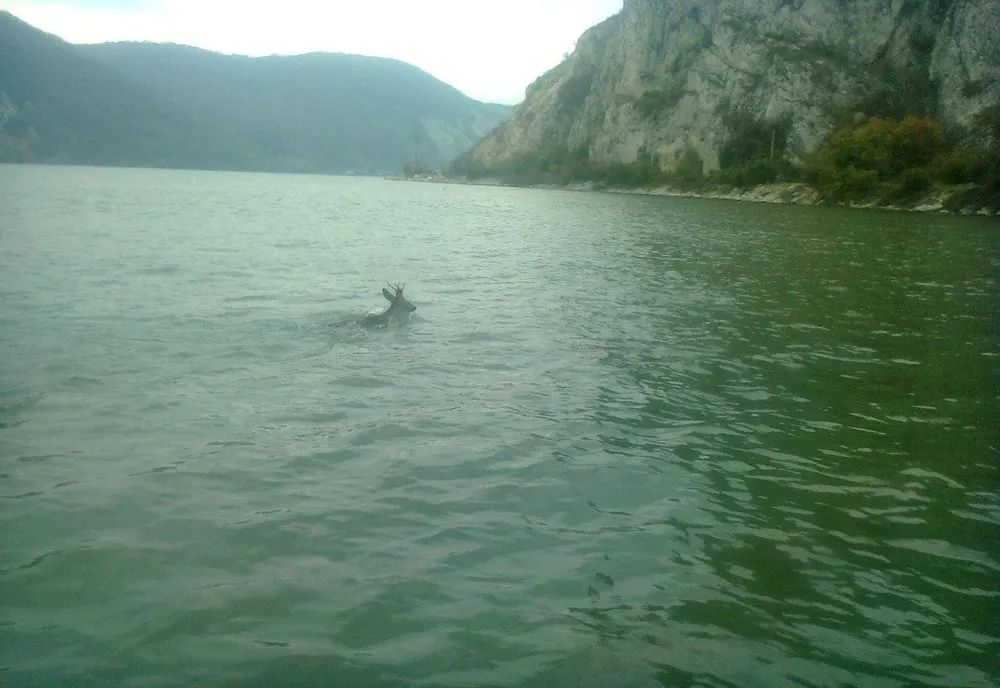 RARITATE! Un cerb este fotografiat trecând Dunărea spre Moldova Nouă