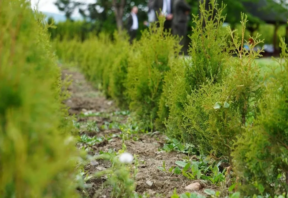 Pepinieră de plante lemnoase ornamentale pentru amenajările din Reșița
