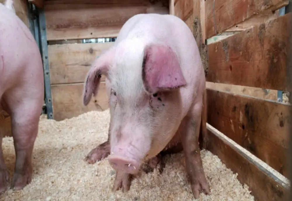 Alertă de pestă porcină în județul Caraș-Severin