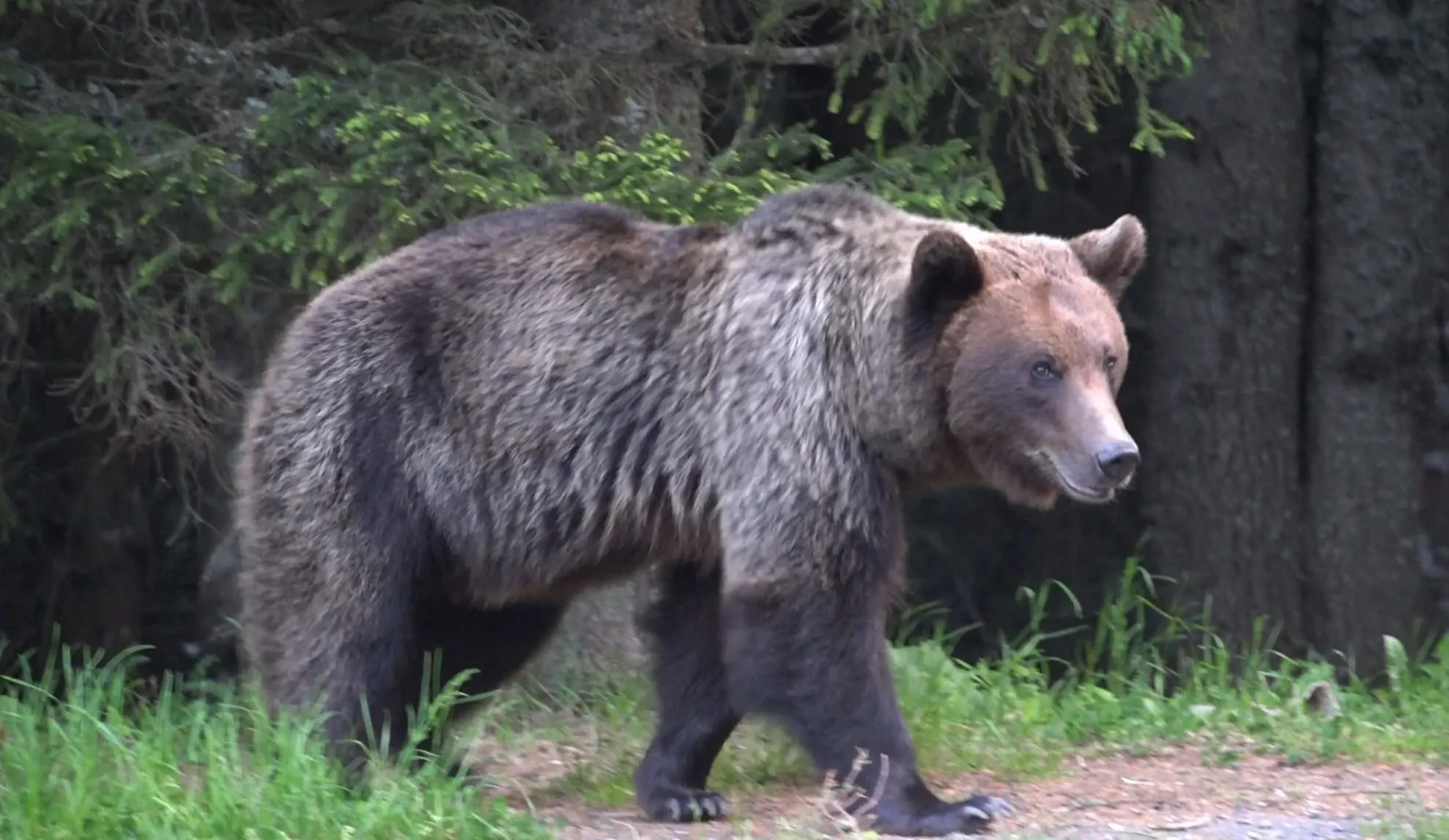 Urs