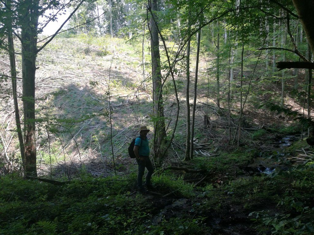 Mihai Goțiu în pădurile virgine