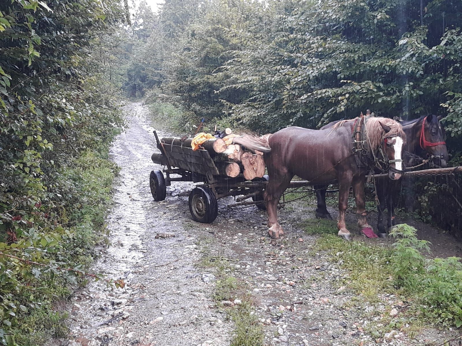 caruta furt lemne Bocsa1