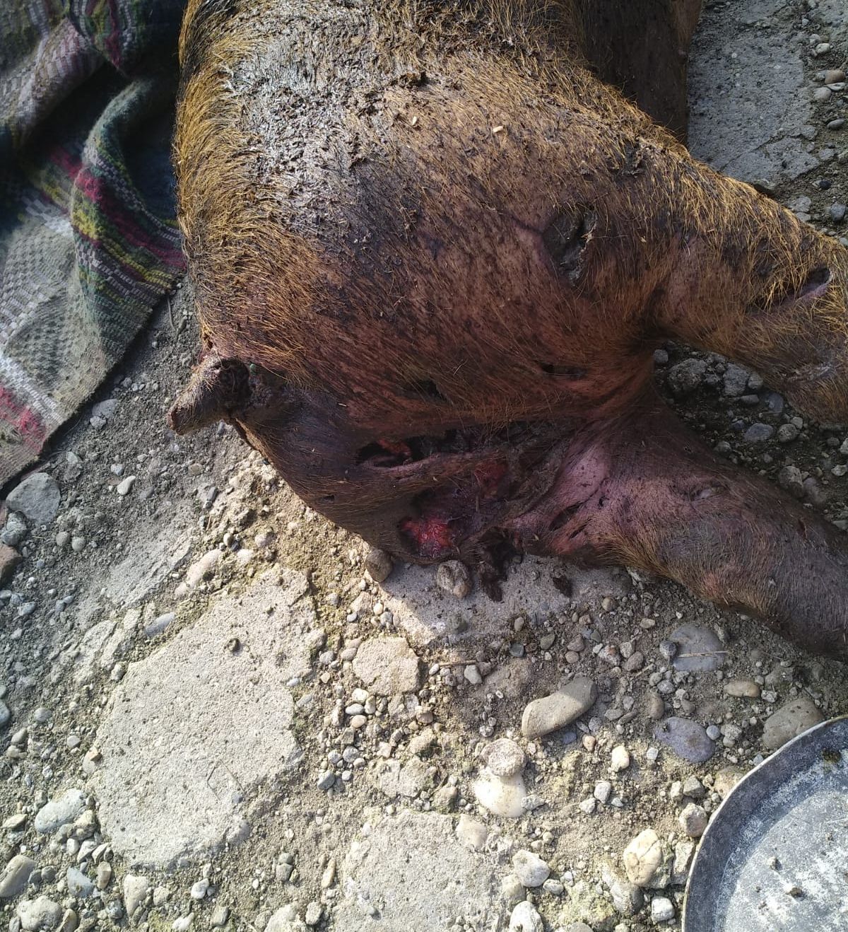 porc sfâșiat de câine