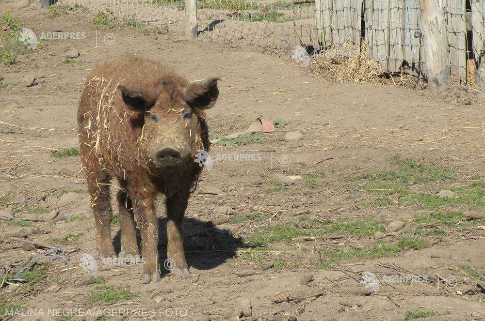 porc rasa Mangalița sursa Agerpres