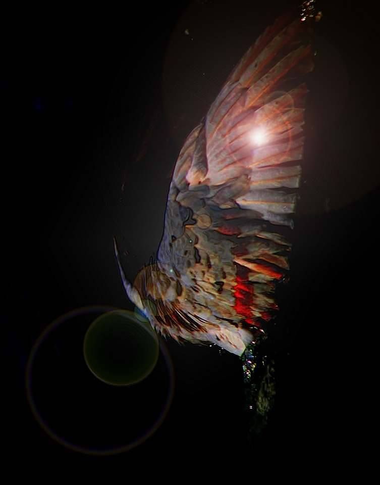 Nicolae Vlădulescu zbor lucrare fotografică