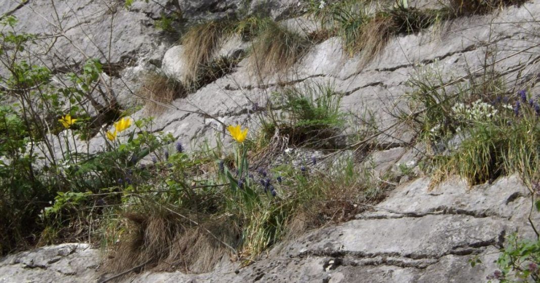 laleaua-galbena-1068x561