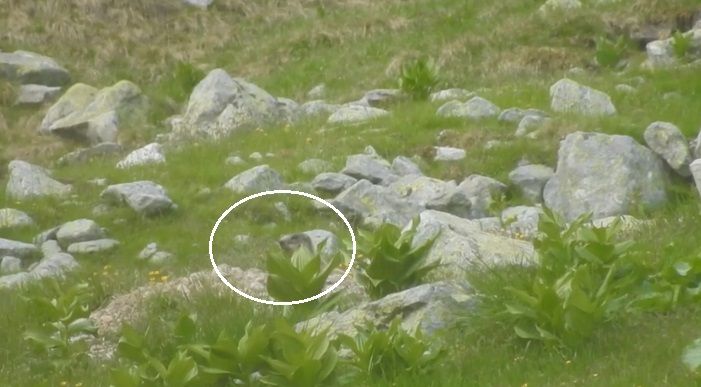 marmota Retezat