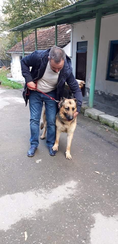 câine ciobănesc german gen 7 Reșița