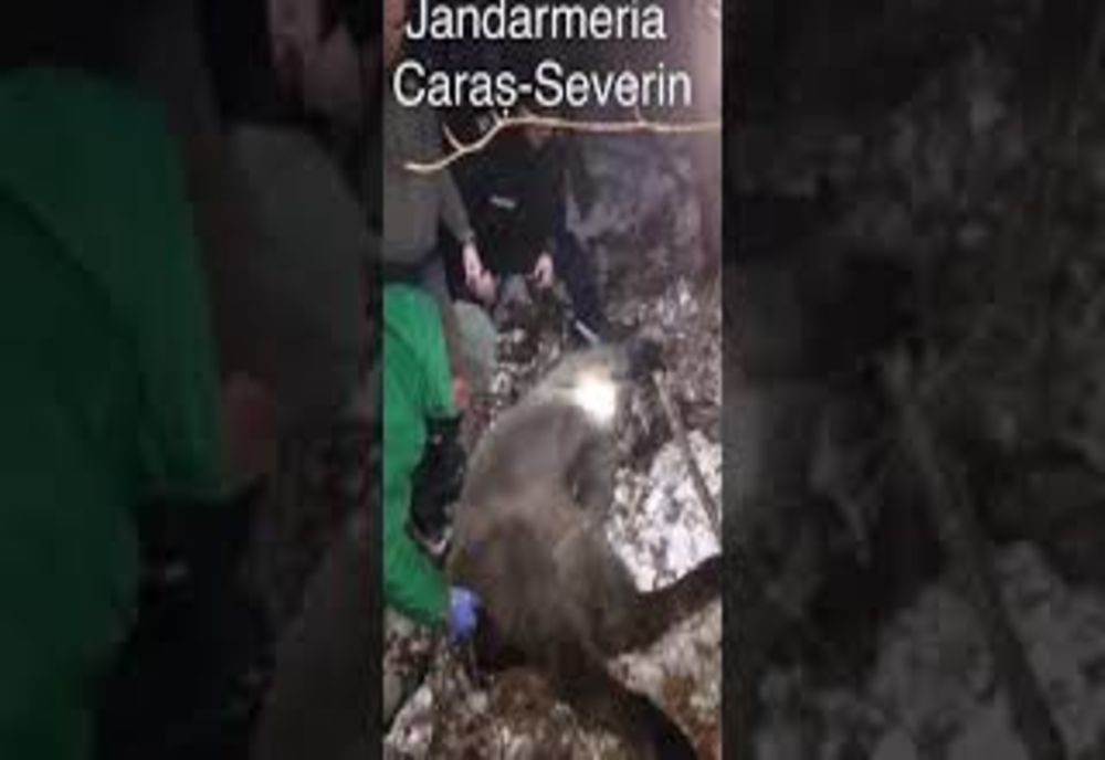 Pui de zimbru braconat la Rusca păzit cu jandarmii VIDEO