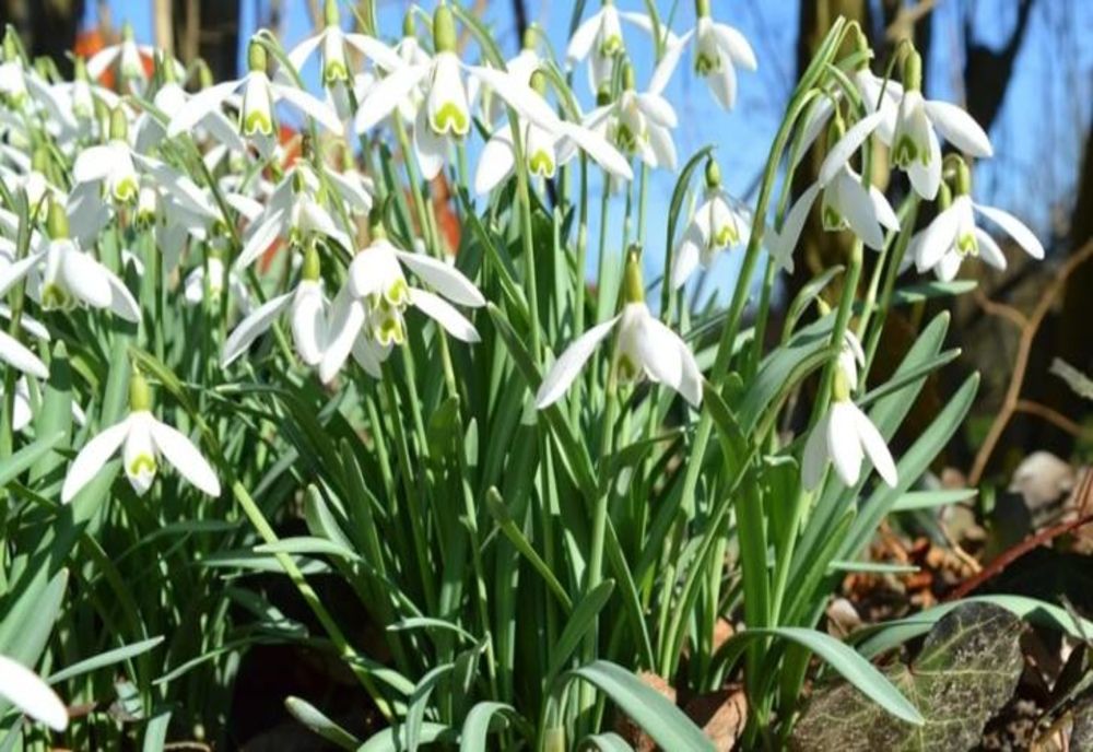 Vreme frumoasă, săptămâna viitoare. Temperaturi de până la 16 grade Celsius