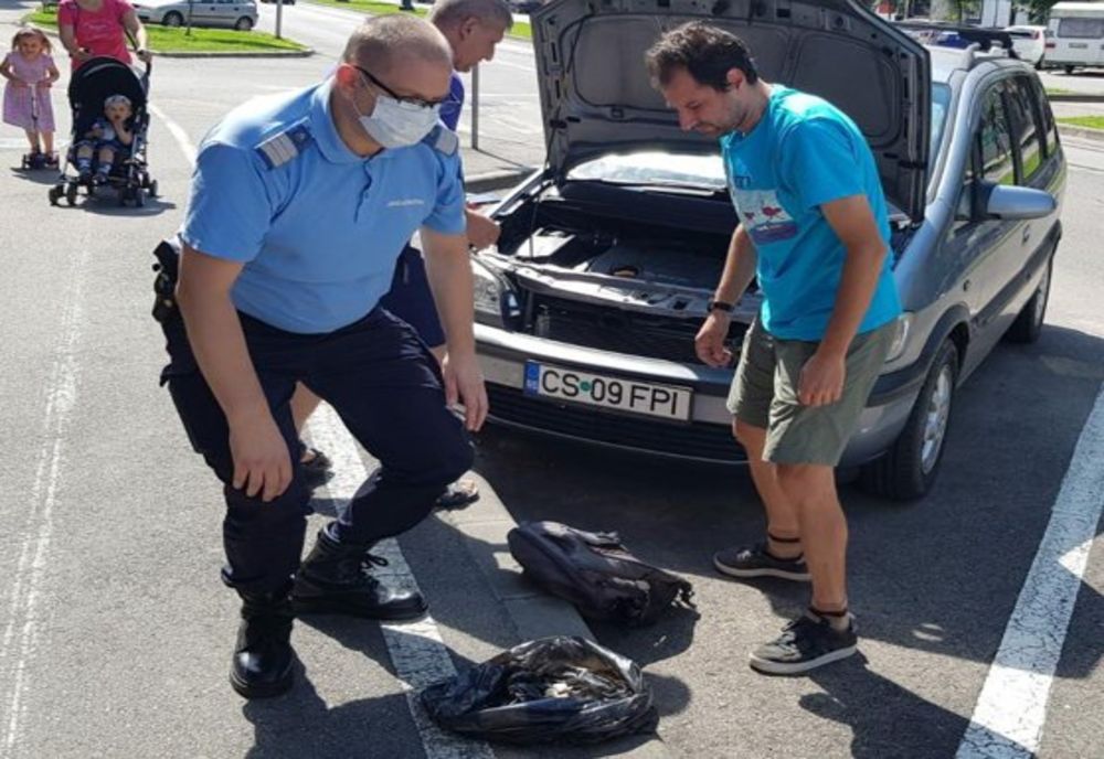 Un sarpe si-a gasit un cuib inedit: sub capota unei mașini