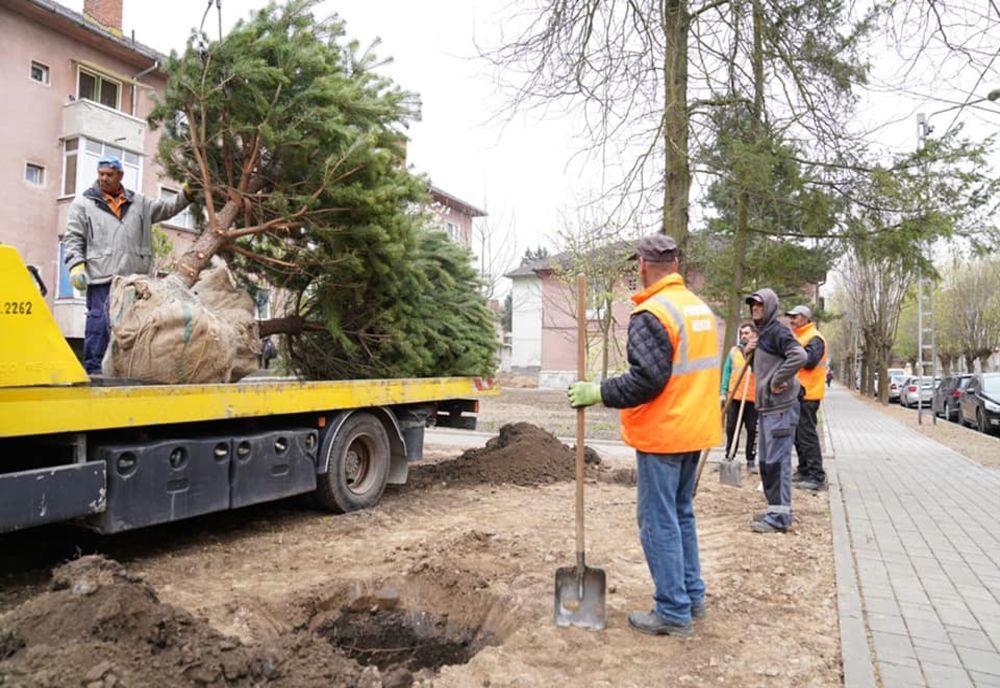 Pini și mesteceni transplantați