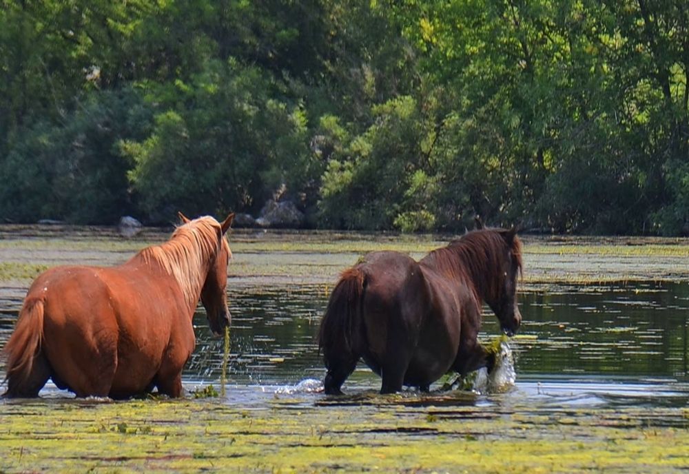 Locuri de poveste: cai sălbatici, legende și apele Dunării