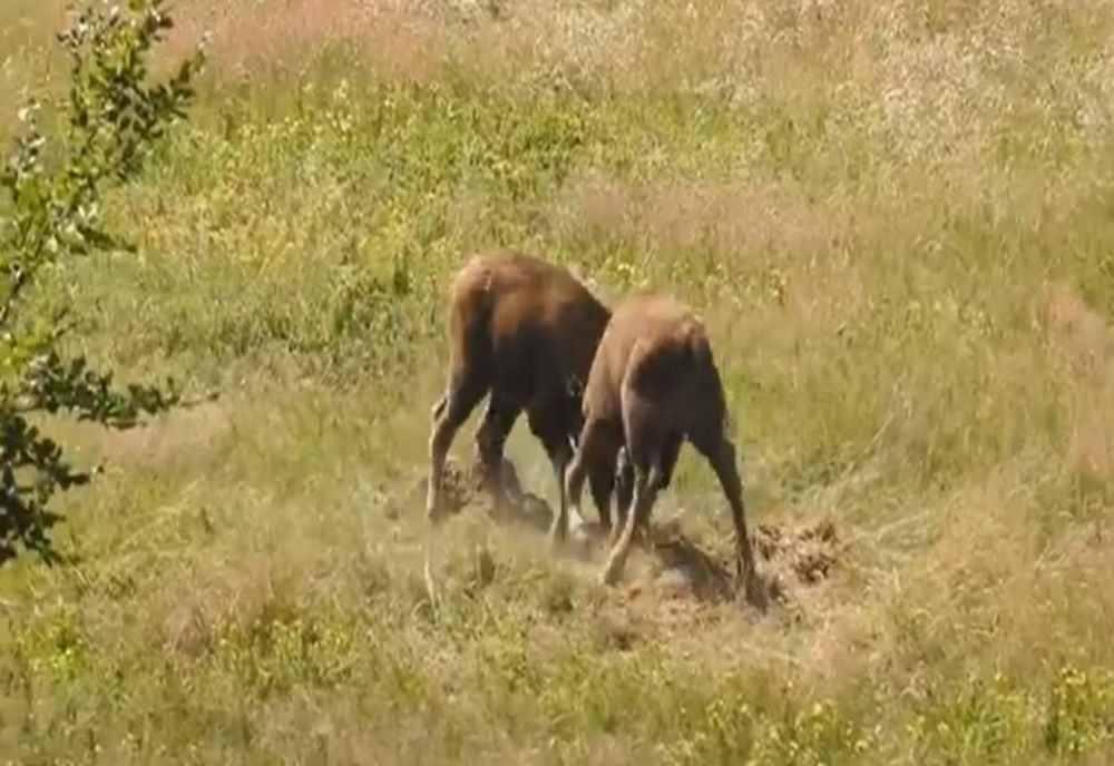 Pui de zibru surprinși în timp ce se joacă