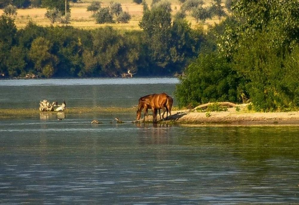 Destinație turistică plină de farmec: Ostrovul Mare, paradisul cailor sălbatici din Banatul Montan