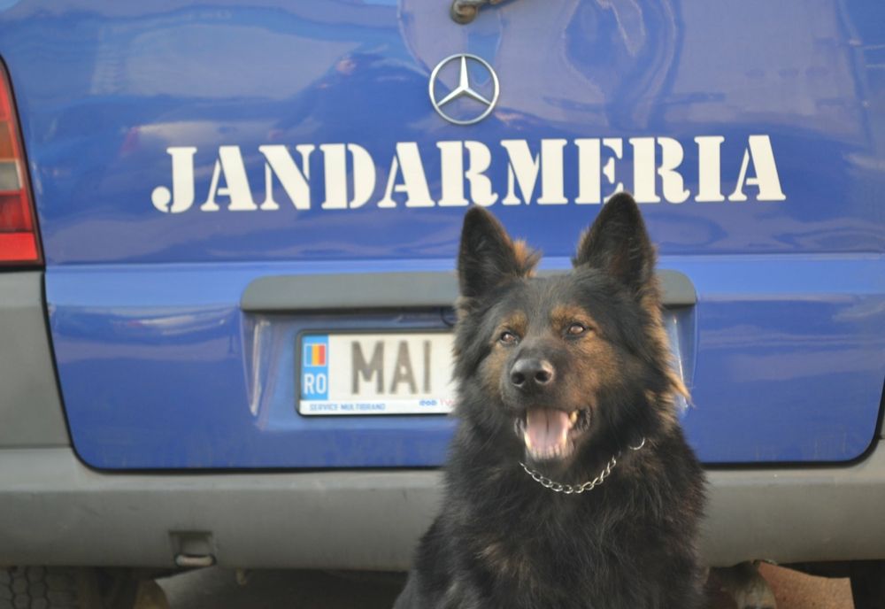 Poliţişti, jandarmi şi câini care depistează droguri la Festivalul TAKE OFF