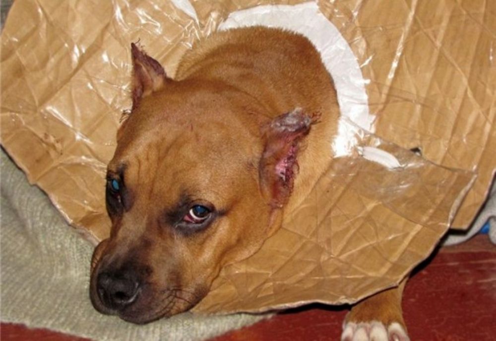 Tăierea cozii sau a urechilor câinilor pentru un aspect considerat mai frumos, pedepsită cu închisoarea. Controale în Caraș-Severin