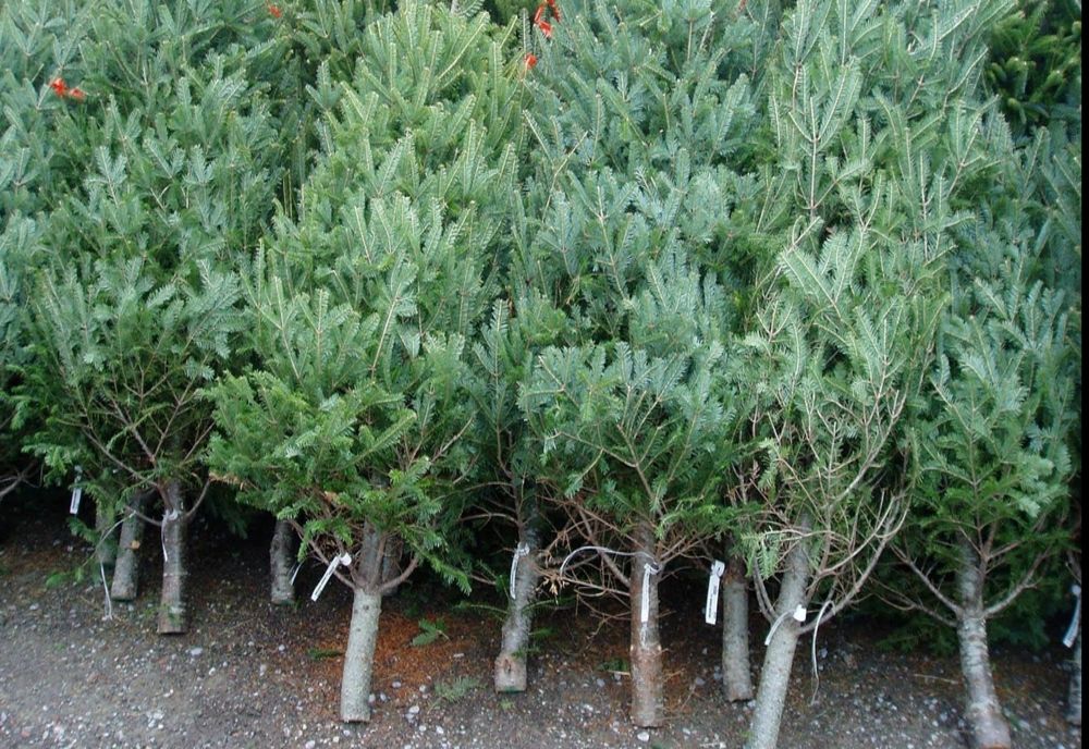 Direcția Silvică din Caraș Severin nu vinde brazi de Crăciun