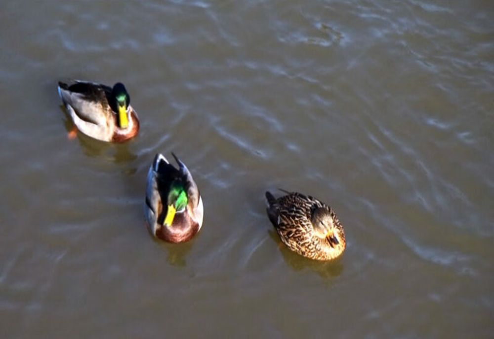 Rațe sălbatice, la iernat pe Bârzava