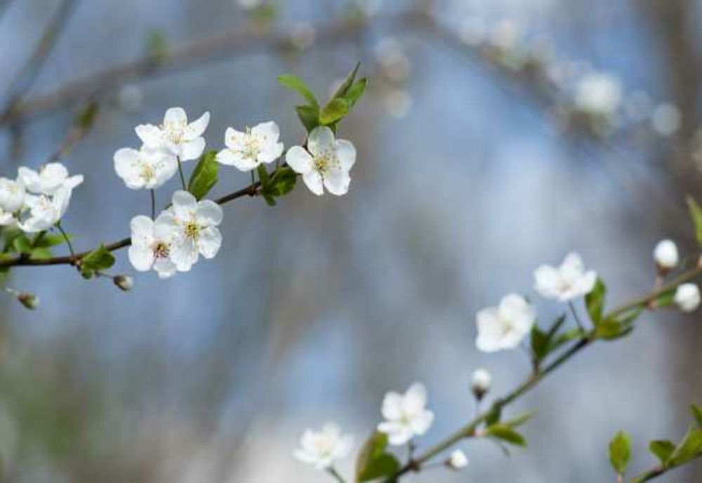 Vremea se încălzește, la început de săptămână, în vestul țării