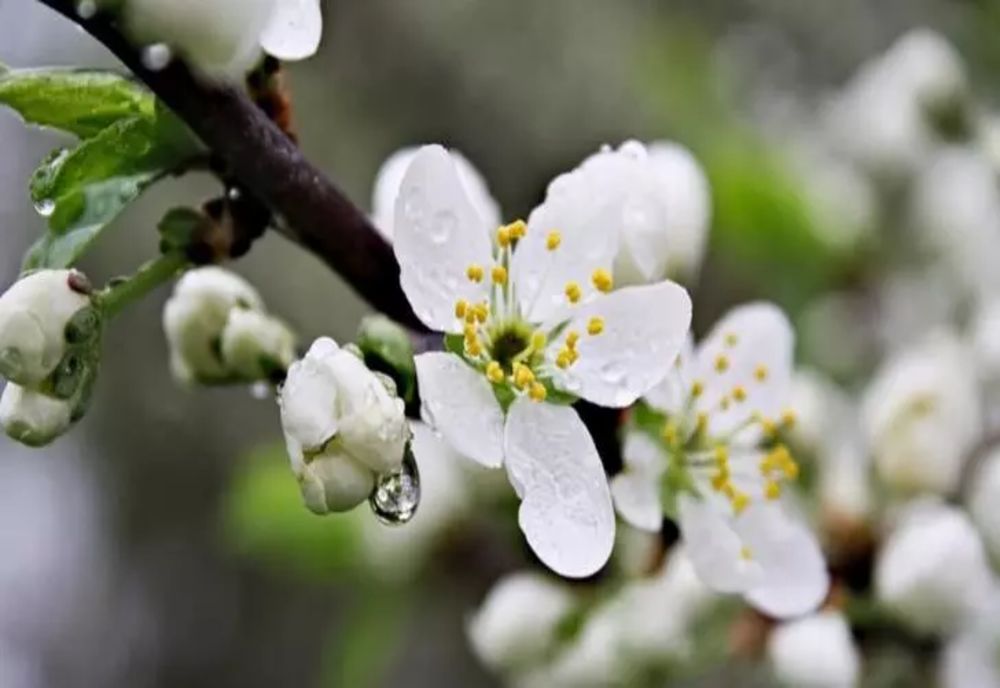 Vreme calda și ploioasă în vestul țării