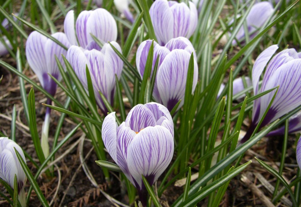 Vreme caldă și închisă în vestul țării