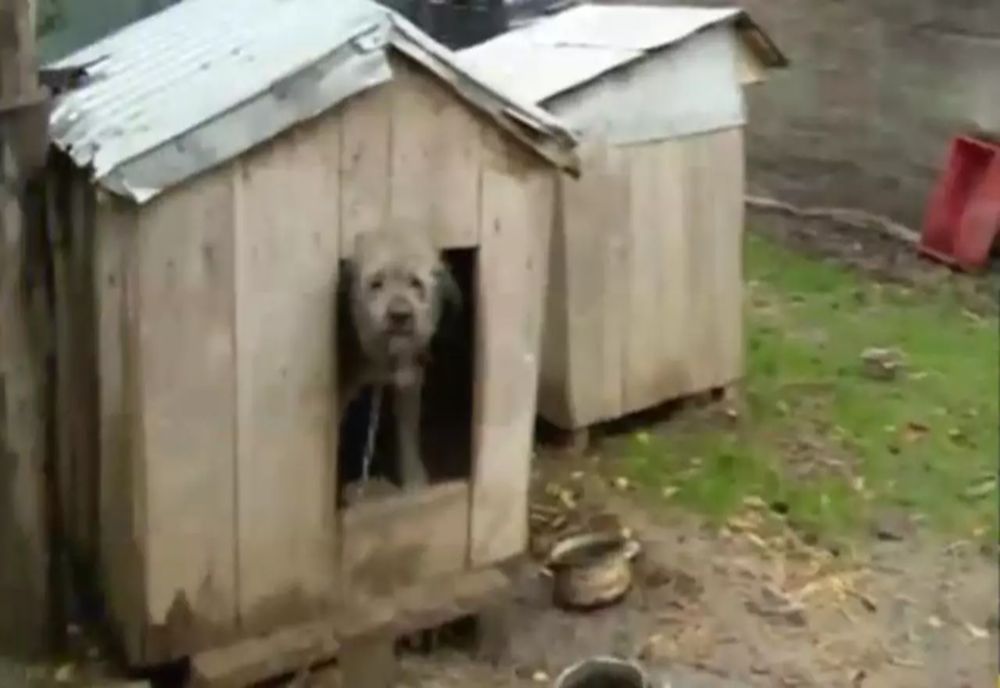 Guvernul pune taxă pe orice, vom plăti inclusiv pentru cușca animalelor