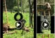 Conducerea Grădinii Zoologice din Reșița are imaginație: ”pavianul cu mantie poate fi admirat la Reșița” VIDEO