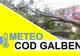 Cod galben de vijelie