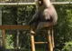 Primăria Reșița invită reșițenii să vadă familia de pavian cu mantie de la Zoo Reșița