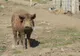 În Caraș-Severin se cresc și porci din rasa Bazna sau Mangalița