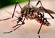 Meningită provocată de virusul West Nile confirmată în Caraș-Severin