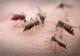 Virus ucigaș confirmat la Reșița