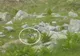 VIDEO| Întâlnire cu o marmotă, în Parcul Național Retezat