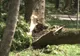Furturile din păduri continuă. Hoți de lemne, surprinși în flagrant