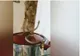 O timișoreancă s-a trezit cu vipera în oală în casa de vacanță de la Ciclova VIDEO