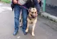 Acesta este câinele care a pus pe jar o școală din Reșița