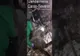 Pui de zimbru braconat la Rusca, păzit cu jandarmii VIDEO