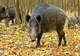 Cazuri noi de pestă porcină africană în Mehedinți