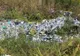 Intrările în Reşiţa vor fi ecologizate cu ajutorul voluntarilor