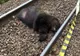 Un urs a fost lovit de tren, pe o cale ferată din Caraș-Severin