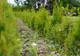  Pepinieră de plante lemnoase ornamentale pentru amenajările din Reșița