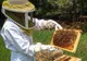 Curs de apicultor în desfăşurare la Direcţia pentru Agricultură Caraş-Severin