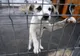 Vrei să ajuți? Adoptă un cățel fără stăpân!