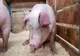 Alertă de pestă porcină în județul Caraș-Severin