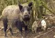 Măsuri pentru limitarea răspândirii pestei porcine africane în județul Caraș-Severin