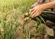 ILIE BOLOJAN: POTENŢIALUL AGRICOL AL ROMÂNIEI POATE FI PUS ÎN VALOARE PRIN FIRMELE DEZVOLTATE ÎN ACEŞTI ANI