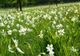 Festivalul Narciselor, o atracție deosebită pentru turiștii dornici să admire natura și să se distreze, în vestul țării
